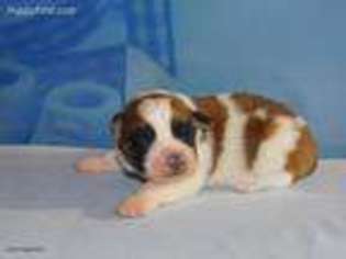 Saint Bernard Puppy for sale in North Lawrence, NY, USA