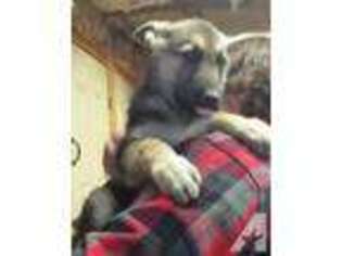 German Shepherd Dog Puppy for sale in SPRING CREEK, NV, USA