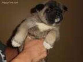 Akita Puppy for sale in Warren, OH, USA