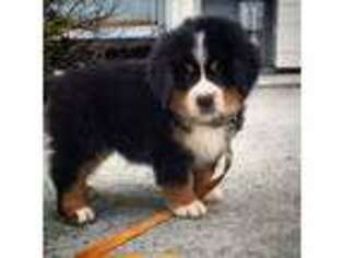 Bernese Mountain Dog Puppy for sale in Carthage, MO, USA