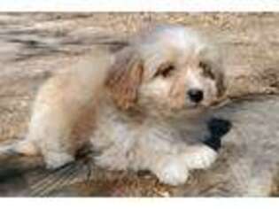 Cavapoo Puppy for sale in Springtown, TX, USA