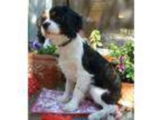 Cavalier King Charles Spaniel Puppy for sale in SOUTH SAN FRANCISCO, CA, USA