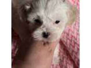 Mal-Shi Puppy for sale in Ludlow, MA, USA