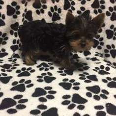Yorkshire Terrier Puppy for sale in Polk, PA, USA
