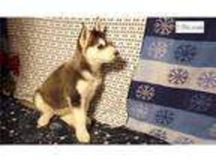 Siberian Husky Puppy for sale in Las Vegas, NV, USA
