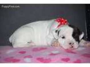 Valley Bulldog Puppy for sale in Greenfield, MO, USA