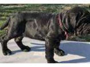 Neapolitan Mastiff Puppy for sale in Amarillo, TX, USA