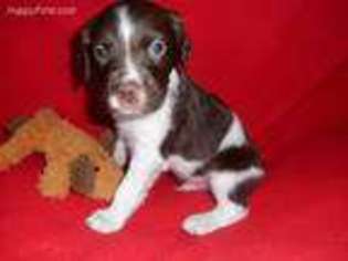 Brittany Puppy for sale in Hinckley, MN, USA