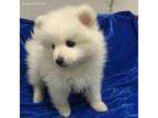 Pomeranian Puppy for sale in Weirsdale, FL, USA
