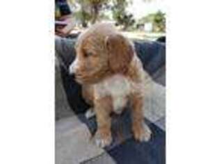 Labradoodle Puppy for sale in Homosassa, FL, USA
