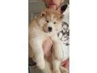 Siberian Husky Puppy for sale in Elkton, MD, USA