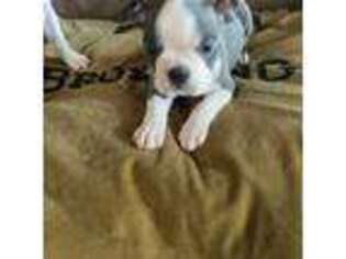 Boston Terrier Puppy for sale in Brown City, MI, USA
