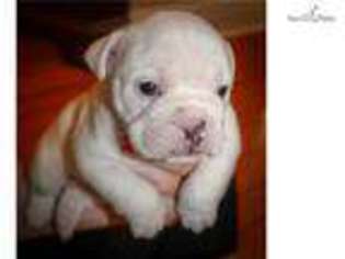 Bulldog Puppy for sale in Hattiesburg, MS, USA