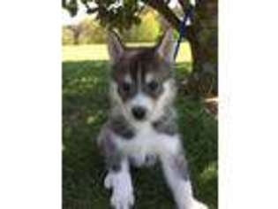 Siberian Husky Puppy for sale in Nathalie, VA, USA
