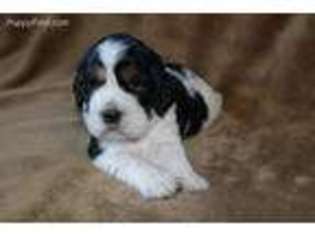 English Springer Spaniel Puppy for sale in Hammond, WI, USA
