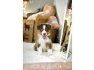 Australian Shepherd Puppy for sale in De Graff, OH, USA