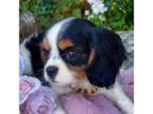 Cavalier King Charles Spaniel Puppy for sale in Johnson City, TN, USA