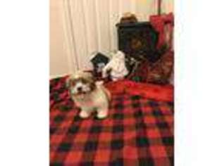 Mal-Shi Puppy for sale in Dalton, GA, USA