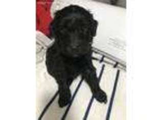 Labradoodle Puppy for sale in Stuart, FL, USA