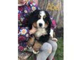 Bernese Mountain Dog Puppy for sale in Goshen, IN, USA