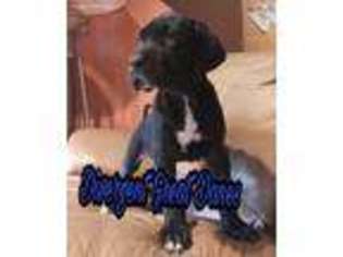 Great Dane Puppy for sale in Clermont, FL, USA