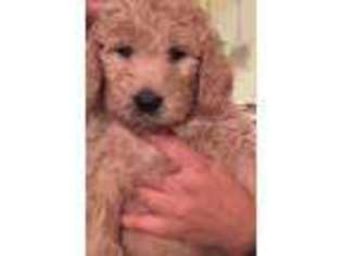 Goldendoodle Puppy for sale in Battle Creek, MI, USA