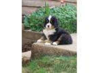 Bernese Mountain Dog Puppy for sale in Glendale, OR, USA