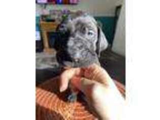 Great Dane Puppy for sale in Ekron, KY, USA