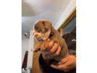 Bulldog Puppy for sale in Munster, IN, USA