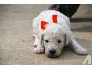 Mutt Puppy for sale in AUBURN, AL, USA