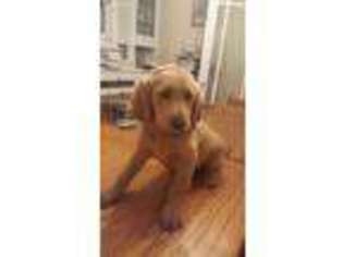 Labradoodle Puppy for sale in Grandview, TX, USA