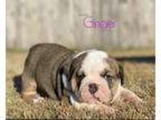 Olde English Bulldogge Puppy for sale in Choctaw, OK, USA