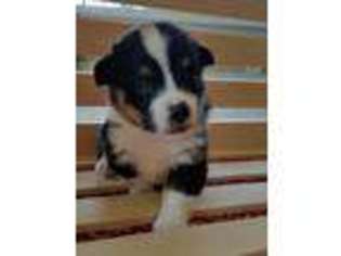 Pembroke Welsh Corgi Puppy for sale in Ozark, AR, USA