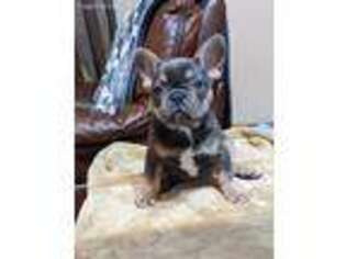 French Bulldog Puppy for sale in Uniontown, PA, USA