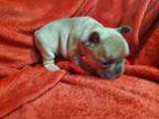 French Bulldog Puppy for sale in Seymour, MO, USA
