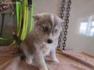 Mutt Puppy for sale in Ann Arbor, MI, USA
