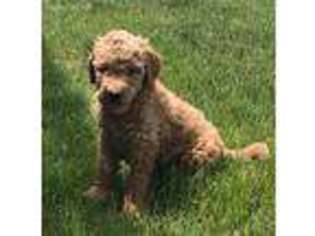 Goldendoodle Puppy for sale in Homewood, IL, USA
