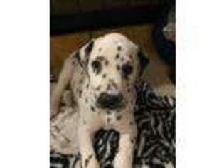 Dalmatian Puppy for sale in Suffolk, VA, USA