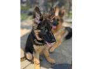 German Shepherd Dog Puppy for sale in Prospect Heights, IL, USA