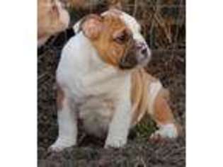 Bulldog Puppy for sale in Anderson, IN, USA