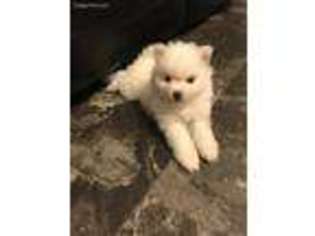 American Eskimo Dog Puppy for sale in Saint Charles, MO, USA