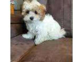 Maltese Puppy for sale in Wytheville, VA, USA