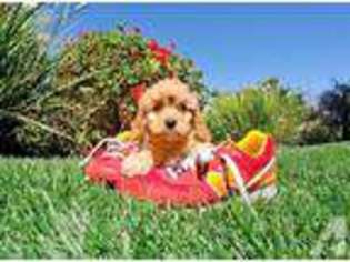 Cavapoo Puppy for sale in ESCONDIDO, CA, USA