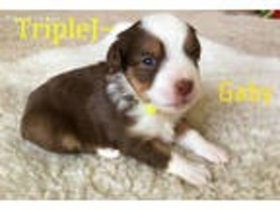 Miniature Australian Shepherd Puppy for sale in Delavan, WI, USA