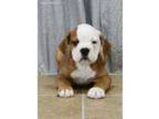 Bulldog Puppy for sale in Upland, CA, USA