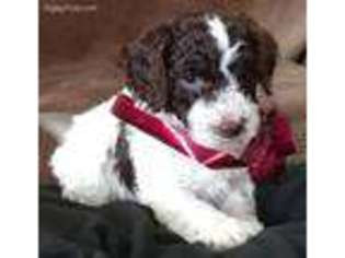 Labradoodle Puppy for sale in Morgan Hill, CA, USA