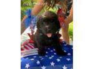 Newfoundland Puppy for sale in Elkhart Lake, WI, USA