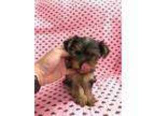 Yorkshire Terrier Puppy for sale in Richland, WA, USA