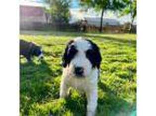 Mutt Puppy for sale in Thatcher, AZ, USA