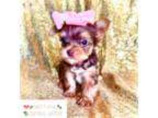 Yorkshire Terrier Puppy for sale in Pearland, TX, USA